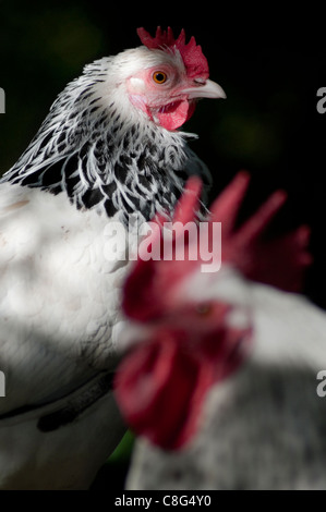 Leichte Sussex Bantam Henne und Hahn Stockfoto