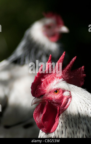 Leichte Sussex Zwerg Hahn und Henne Stockfoto