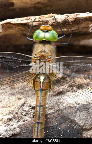 Green-Eyed Hawker (Aeshna drehbar) Stockfoto