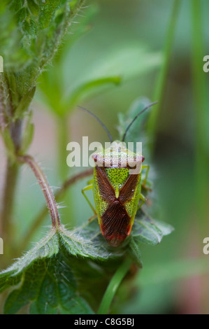 Weißdorn-Schild-Fehler (Acanthosoma Haemorrhoidale) Stockfoto