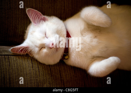 Kurzen Haaren weiße Kätzchen schläft auf der Couch, Rasse, Brite/Britin, Fleischfresser, Katze, fröhlich, verrückt, Cub, Schnitt, niedlich, häusliche, Mandel Auge Stockfoto