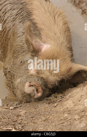 Schwein schlafend im Schlamm suhlen Stockfoto