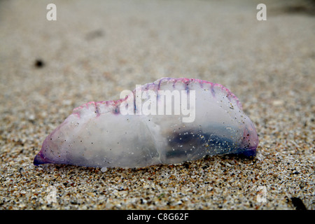 Portugiesischen Mann o'War gestrandet am Cornish Strand, auf Augenhöhe. Stockfoto