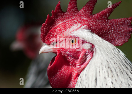 Leichte Sussex Zwerg Hahn und Henne Stockfoto