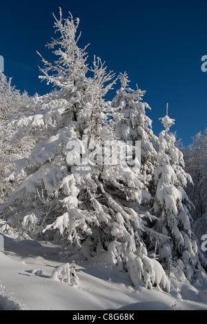 Winterlandschaft im polnischen Bieszczady Gebirge. Stockfoto