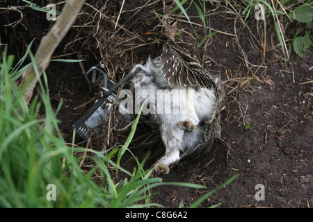 Steinkauz in einer Fenn Falle illegal gefangen Stockfoto