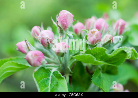 Apple Blossom Knospen Stockfoto