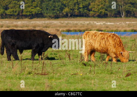 Rote und schwarze Hochlandrinder Weiden an der Vorderseite eines Waldes Stockfoto