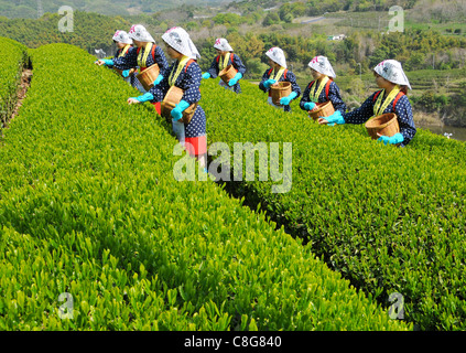 Grüner Tee, junge Japanerin Kommissionierer im Frühling Stockfoto