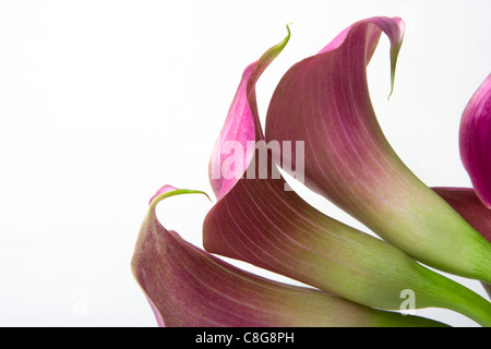 Rosa Mini Zwerg Calla Lilien Stockfoto