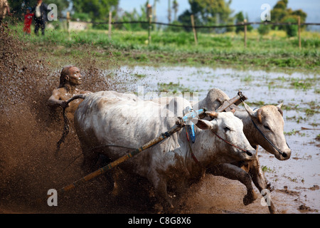 Traditionelle Minangkabau Bull Racing in einem überfluteten Reisfeld. Pariangan, Bukittinggi, West-Sumatra, Indonesien, Südostasien Stockfoto