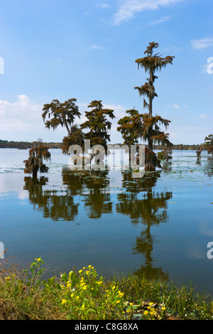 Lake Martin in Louisiana Bayoux in der Nähe von Breaux Bridge, Cajun Country, Louisiana, USA Stockfoto