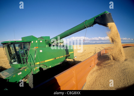 Ernte von Gerste in östlichen Idaho Stockfoto