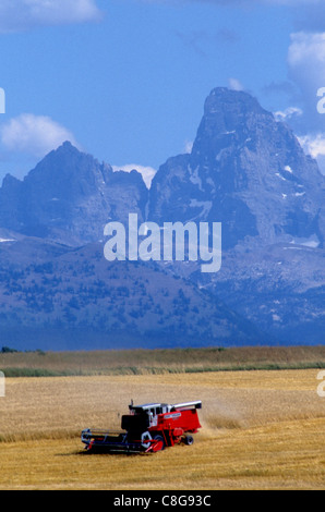 Ernte von Gerste in östlichen Idaho mit Teton Mountains im Hintergrund Stockfoto