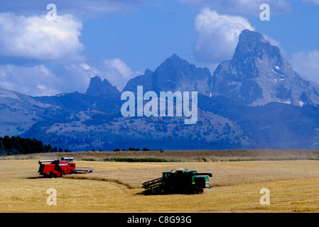 Ernte von Gerste in östlichen Idaho mit Teton Mountains im Hintergrund Stockfoto