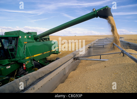 Ernte von Gerste in östlichen Idaho Stockfoto