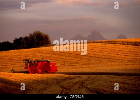 Ernte von Gerste in östlichen Idaho mit Teton Mountains im Hintergrund Stockfoto