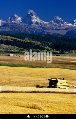 Ernte von Gerste in östlichen Idaho mit Teton Mountains im Hintergrund Stockfoto