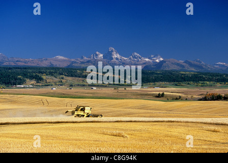 Ernte von Gerste in östlichen Idaho mit Teton Mountains im Hintergrund Stockfoto