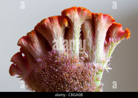 Nahaufnahme der Hahnenkamm (Celosia Argentea Var. Cristata), Alblasserdam, Holland Stockfoto