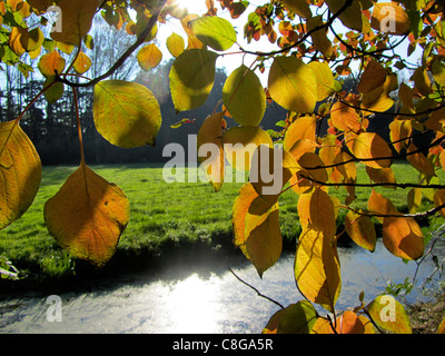 Gelb und orange Herbstlaub Traubenkirsche (Prunus Serotina), Alblasserdam, Holland Stockfoto