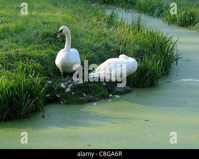 Paar Höckerschwäne (Cygnus Olor) an der grünen Ecke zwischen zwei Gräben, Alblasserdam, Holland Stockfoto