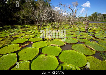 Riesen Lilie Blätter und Blumen in den Amazonas-Regenwald, Manaus, Brasilien Stockfoto