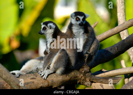 Katta (Lemur Catta, Antanarivo, Madagaskar Stockfoto