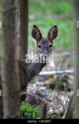 Ein junges Reh auf der Suche nach Nahrung in den Wäldern Stockfoto