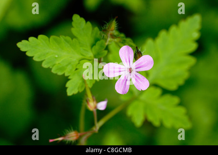 Geranium Robertianum, Kraut Robert, Wales, Großbritannien. Stockfoto