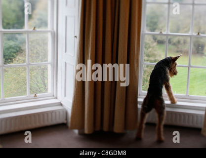 Airedale Terrier sieht aus dem Fenster Stockfoto