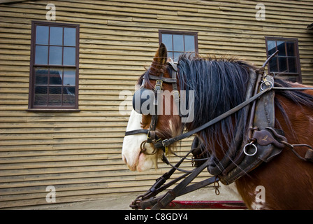 Ein Clydesdale Pferd zu einem Wasser-Wagen in einer Goldgräberstadt genutzt. Stockfoto