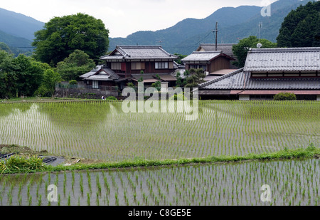 Neu gepflanzte Reis Sämlinge in einem überfluteten Reisfeld im ländlichen Ohara Dorf von Kyoto, Japan Stockfoto