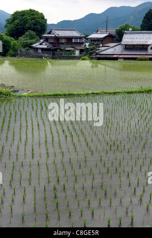 Neu gepflanzte Reis Sämlinge in einem überfluteten Reisfeld im ländlichen Ohara Dorf von Kyoto, Japan Stockfoto