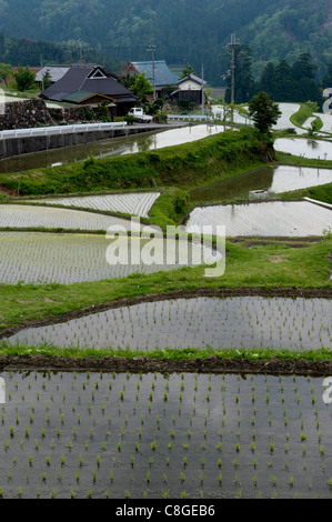 Überschwemmten Reisterrassen Paddy im zeitigen Frühjahr in Berg Dorf Hata, Takashima, Shiga, Japan Stockfoto