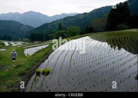 Landwirt tendenziell Reis Paddy Terrassen im zeitigen Frühjahr in Berg Dorf Hata, Takashima, Shiga, Japan Stockfoto