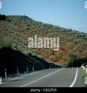 Jungen Olivenhain auf einem Hügel an der Straße in La Mancha, Spanien, April Stockfoto