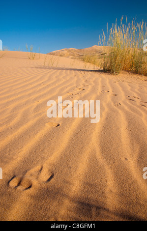 Kelso Dünen, Mojave National Preserve, California, Vereinigte Staaten von Amerika Stockfoto