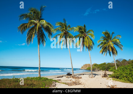 Palmen am Strand von Playa Guiones an der Pazifikküste, Nosara, Nicoya Halbinsel, Provinz Guanacaste, Costa Rica Stockfoto