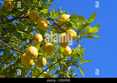 Zitronen wachsen am Baum im Wäldchen, Sorrent, Kampanien, Italien Stockfoto