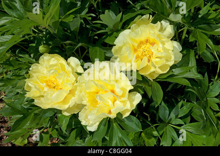 Intersektionale Pfingstrose, Itoh Päonien (Paeonia Bartzella), blühende Pflanze. Stockfoto