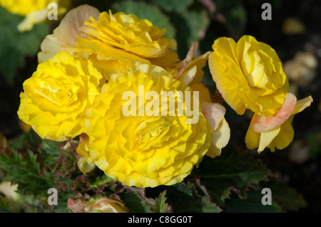 Tuberöse Begonie (Begonia X tuberhybrida neuer Stern), gelbe Blüten. Stockfoto