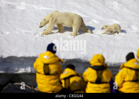 Touristen in Zodiac Schlauchboot Uhr Eisbär Mutter und sechs Monate altes Jungtier, Holmiabukta, Spitzbergen, Svalbard, Norwegen Arktis Stockfoto