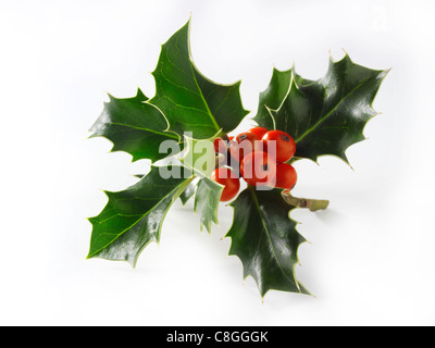 Christmas Holly Blätter & Beeren Stockfoto