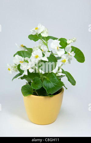 Begonia Wachs, Wachs-Blatt-Begonie (Begonia x Semperfloren-Cultorum), weiß blühende Topfpflanze Stockfoto