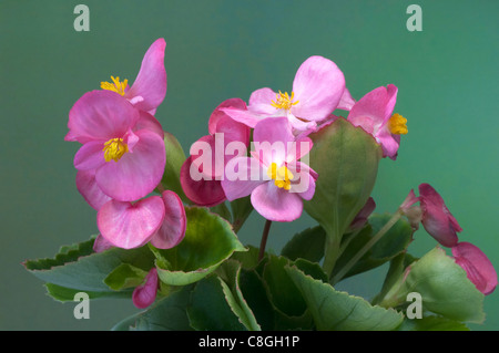 Begonia Wachs, Wachs-Blatt-Begonie (Begonia x Semperfloren-Cultorum), rosa blühende Pflanze. Stockfoto