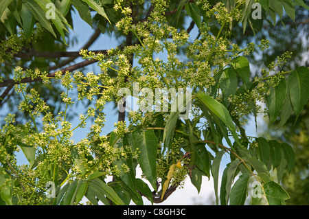 Baum des Himmels (GГ¶tterbaum Altissima), blühende Zweige. Stockfoto