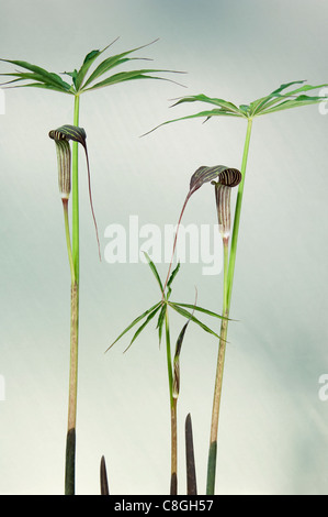Himalaya-Cobra Lily (Arisaema Consanguineum), blühende Stiele. Studio Bild. Stockfoto