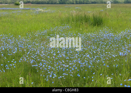 Asiatische Flachs (Linum Austriacum), Blüte. Stockfoto