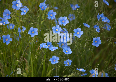 Asiatische Flachs (Linum Austriacum), Blüte. Stockfoto